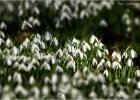 MG 4376-snowdrops