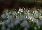 MG 4385-snowdrops