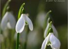 MG 4407-snowdrops