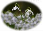 MG 4429-snowdrops