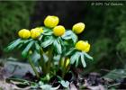 MG 4444-winter aconite