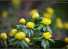 MG 4447-winter aconite