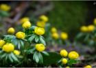 MG 4452-winter aconite