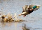 020413-Mallard away