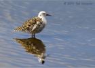 020413-Ruff on reflection