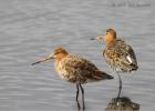 020413-black tailed godwits