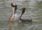 240313-dancing grebes