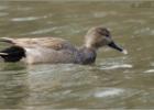 240313-dribbling gadwall