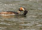 240313-grebe on a mission