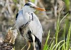 alert heron