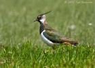 alert lapwing