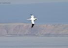 bempton seascape-bempton 290313