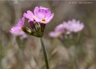 birds-eye primrose