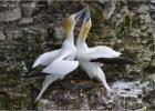 bonding-bempton 290313