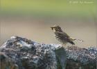 bringing home the bacon (meadow pippet)