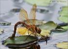 brown hawker egg laying 1