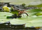 brown hawker egg laying 2