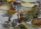 brown hawker eye to eye