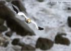 choppy seas-bempton 290313