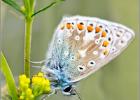 common blue underwing