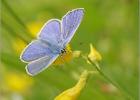 common blue