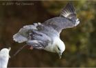 cruising fulmar-bempton 290313