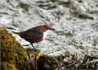 dipper 2