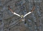 flaps down-preparing to land