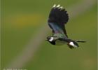 flight of the lapwing