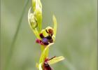 fly orchid