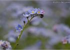 forget-me-not