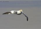 gannet approaching-bempton 290313