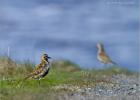 golden plovers