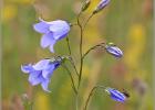 harebell and the fly