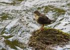 immature dipper