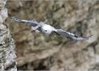 into the wind-bempton 290313