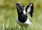 lapwing stretch