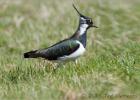 lapwing