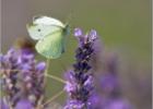 large white