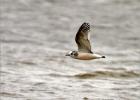 little gull