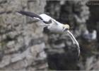 looking for a place to land-bempton 290313