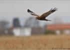 male marsh harrier