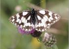 marbled white