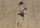 marsh harrier reed hopping