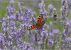 peacock and lavender