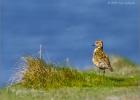 plover on the edge