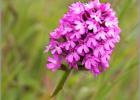 pyramidal orchid