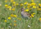 redshank