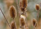 reed warbler