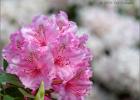 rhododendron (temple newsom)